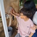 순식목장 | 여주 은아목장, 동물 먹이주기 젖소 우유짜기 신기한 체험 후기