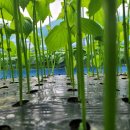 깻잎농원 이미지