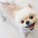 그루밍125 이미지