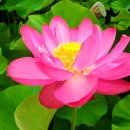 연꽃이야기 이미지