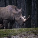코뿔소 이미지