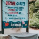 솔숲과 바다 | 태안 곰섬캠핑장 선착순 노지 A4 후기｜솔숲 너머 서해를 품은 오토캠핑장