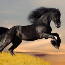 부케팔로스 이미지