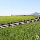 보성다원녹차 판매장 이미지