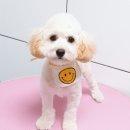 오룡애견미용 이미지