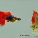 구피 이미지