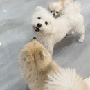 조이 애견 유치원 이미지