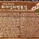 화개십리벚꽃길 이미지