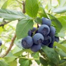 월악산자연농장 이미지