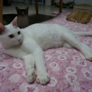 묘생역전 이미지