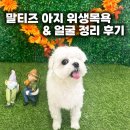 아지애견 | 광주 신창동 애견미용, 말티즈 아지 위생목욕 &amp; 얼굴 정리 후기