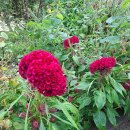 맨드라미 화단 이미지