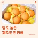 농수산물직판장 | 제주한라봉, 컨벤션농수산물직판장 제주도 한라봉 후기