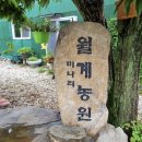 고성월계밭미나리