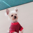 우리집코코 이미지