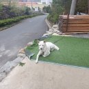 허니우스