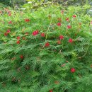 보화다원 이미지