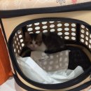 수원고양이분양 캣토리 | 수원고양이분양 고사남 아기고양이 먼치킨 분양 후기