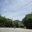 탄금목재