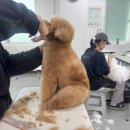 꿈의 애견미용 이미지