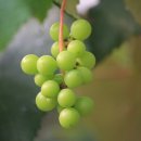 신례원초등학교 이미지