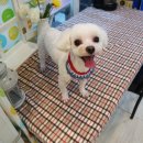 오렌지독하우스 이미지