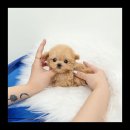 유앤미펫 강아지분양 고양이분양 용인점 이미지