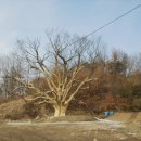 나의살던고향은 이미지