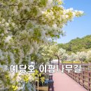 느린호수길 이팝나무길 | 5월여행지 추천 이팝나무꽃 명소 예당호 이팝나무길 위치, 주차, 인생샷 꿀팁까지!