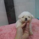 러블릿캔넬 이미지