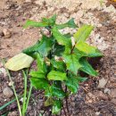 호랑가시나무민박 이미지