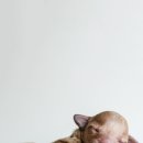 기찬동물병원 이미지