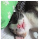 차케 이미지