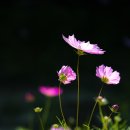 코스모스농원 이미지