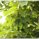 머루와 다래 이미지