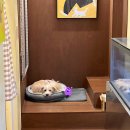 콘파타테 | [관악구/샤로수길] 유럽풍 카페 '콘파타테' 솔직 후기 🐶🇮🇹