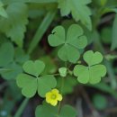 닥터펫 동물의료센터 이미지