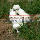 백봉농장 이미지