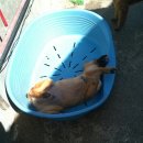 누렁이농장 이미지