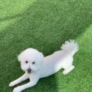 뽀글뽀글 반려견 유치원&호텔 이미지