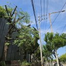 전봇대 옆 이미지