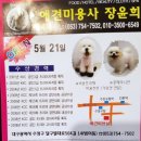 애견미용사 장윤희 이미지