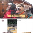 학대 논란이 있는 허스키 견주 이미지
