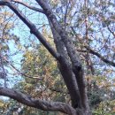 인천광역시 중구 월미산(월미둘레길ㆍ탄약고갤러리ㆍ숲속 작은 휴게소) 이미지