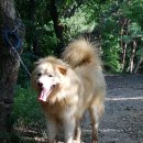 흑곰 Daum카페