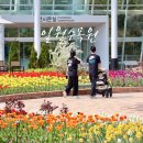 일월수목원가든숍엘림플라워 | 수원 일월수목원 튤립 만개 실시간, 봄꽃 명소 입장료 주차 총정리