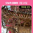 지리각 | 국가유산 천연기념물; 대한민국 최고의 매화 구례 화엄사 홍매화