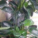 엄광산임도 이미지