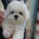 디어베어켄넬 | 디어베어 켄넬 미니비숑 분양 후기 : 삼둥이 좋은 가정으로 갔어요!