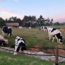 매일농원 이미지